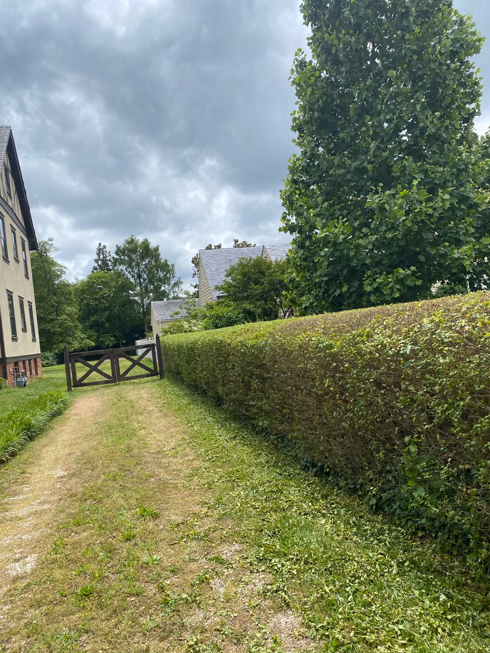 Freshly squared hedge running the length of a grass drive toward a wooden gate