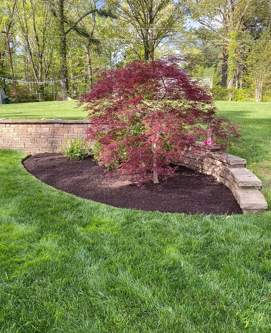 Plants, Shrubs, & Trees