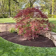 Japanese maple planted in a curved bed beside a stone retaining wall