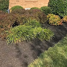 Fresh dark mulch around ornamental grasses and shrubs
