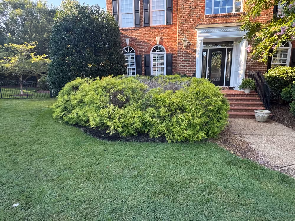 Front steps of a brick home hidden behind a mass of overgrown shrubs